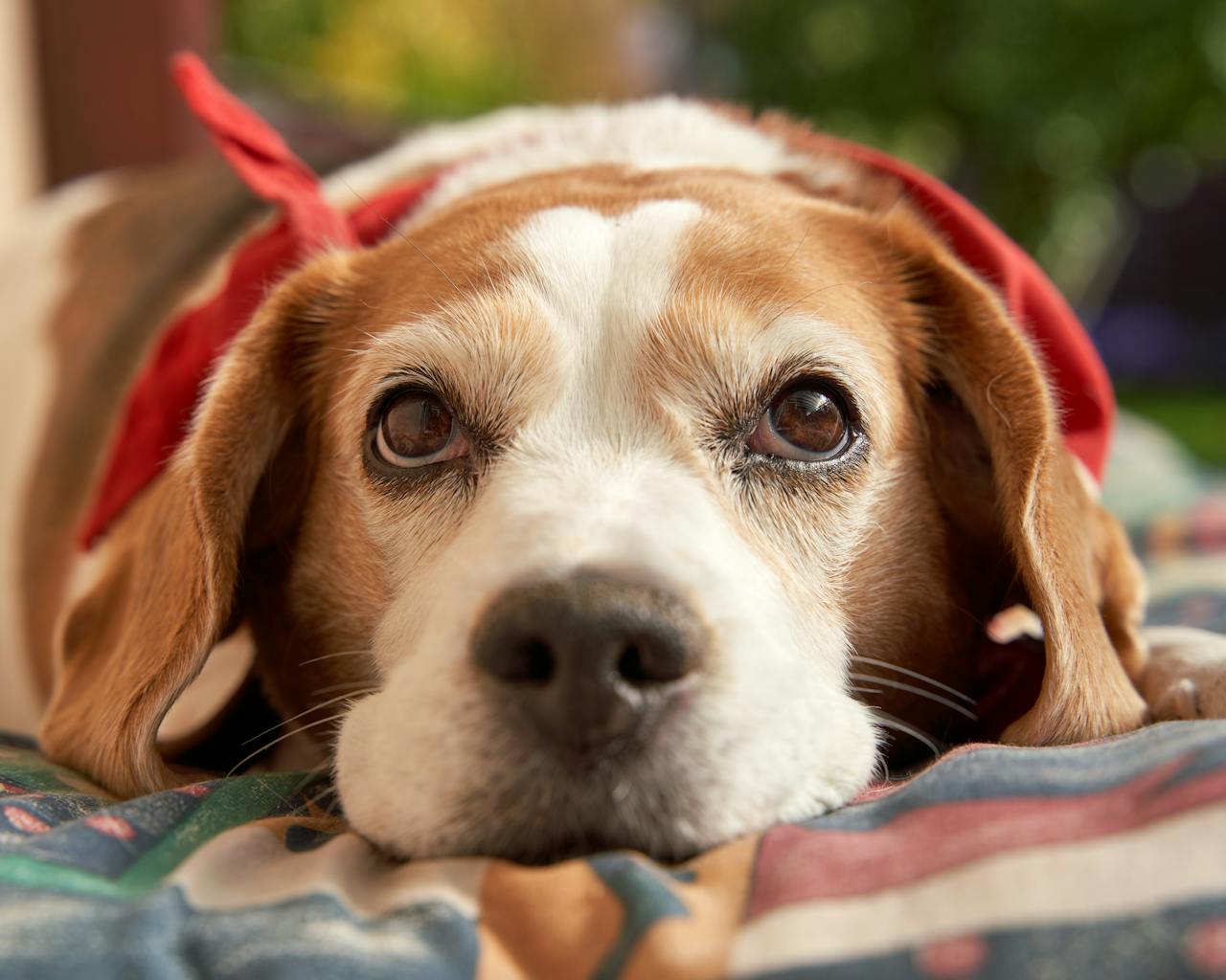 5 Ways to Help Your Dog Recover After a Busy Thanksgiving