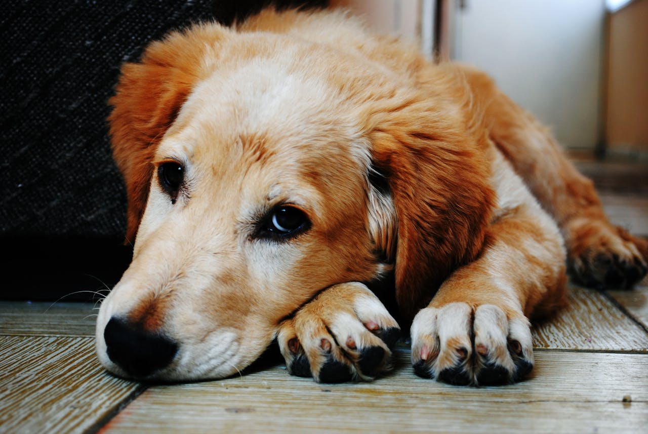 Uncommon Signs Your Dog Might Be Stressed