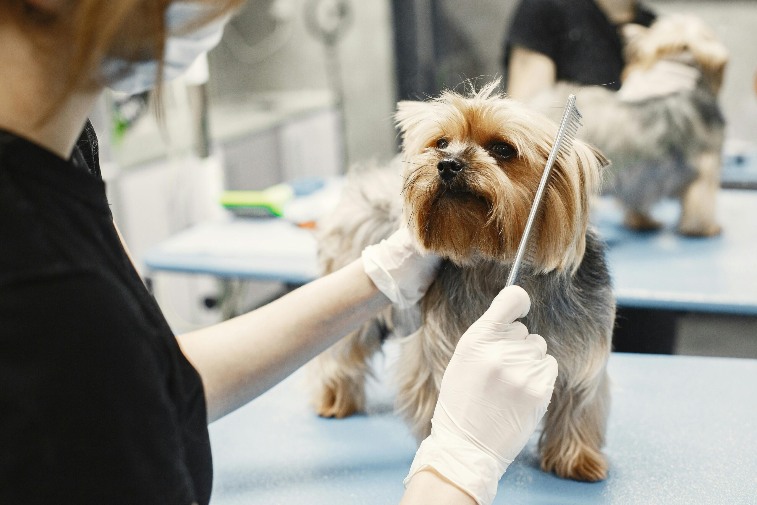 Pampering Your Pup: The Benefits of Dog Spa Days