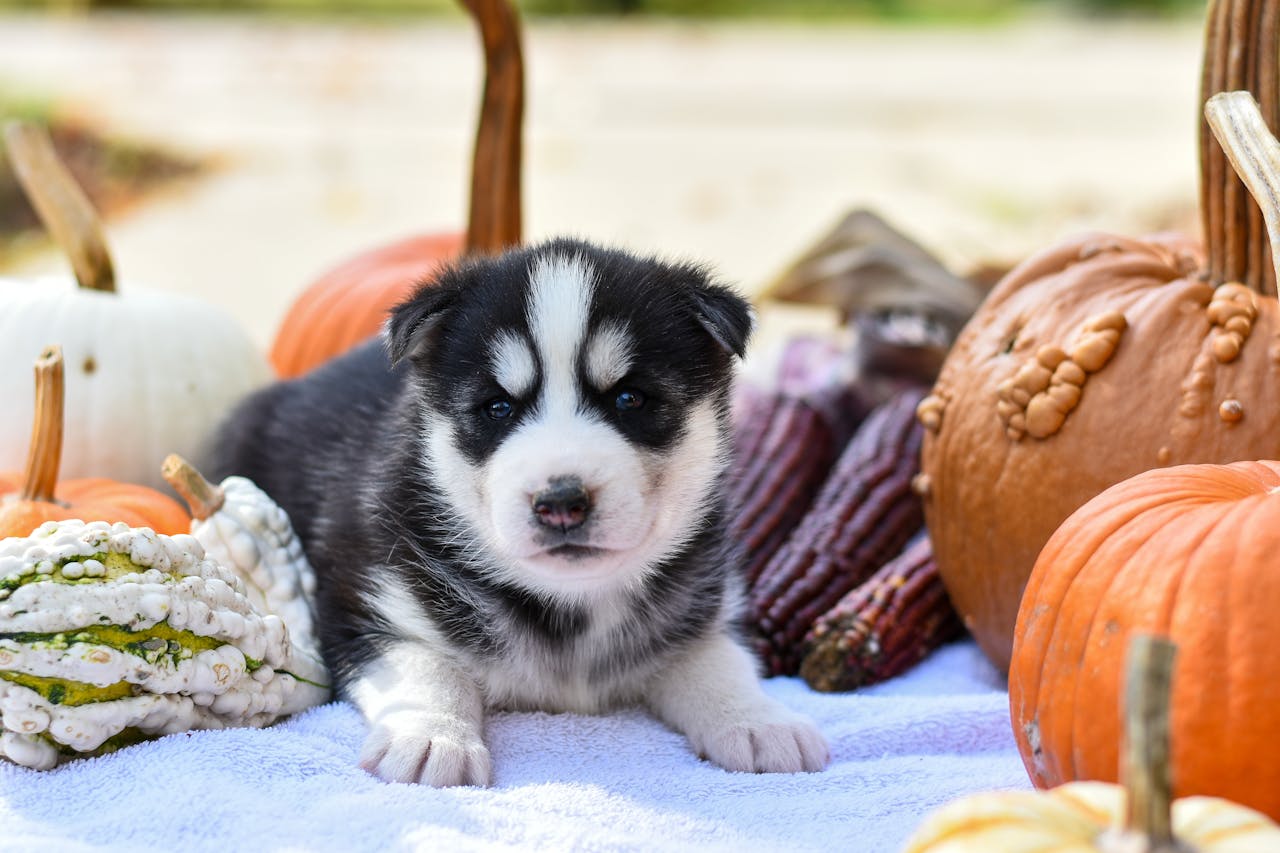 5 Fun Thanksgiving-Themed Activities to Keep Your Dog Engaged