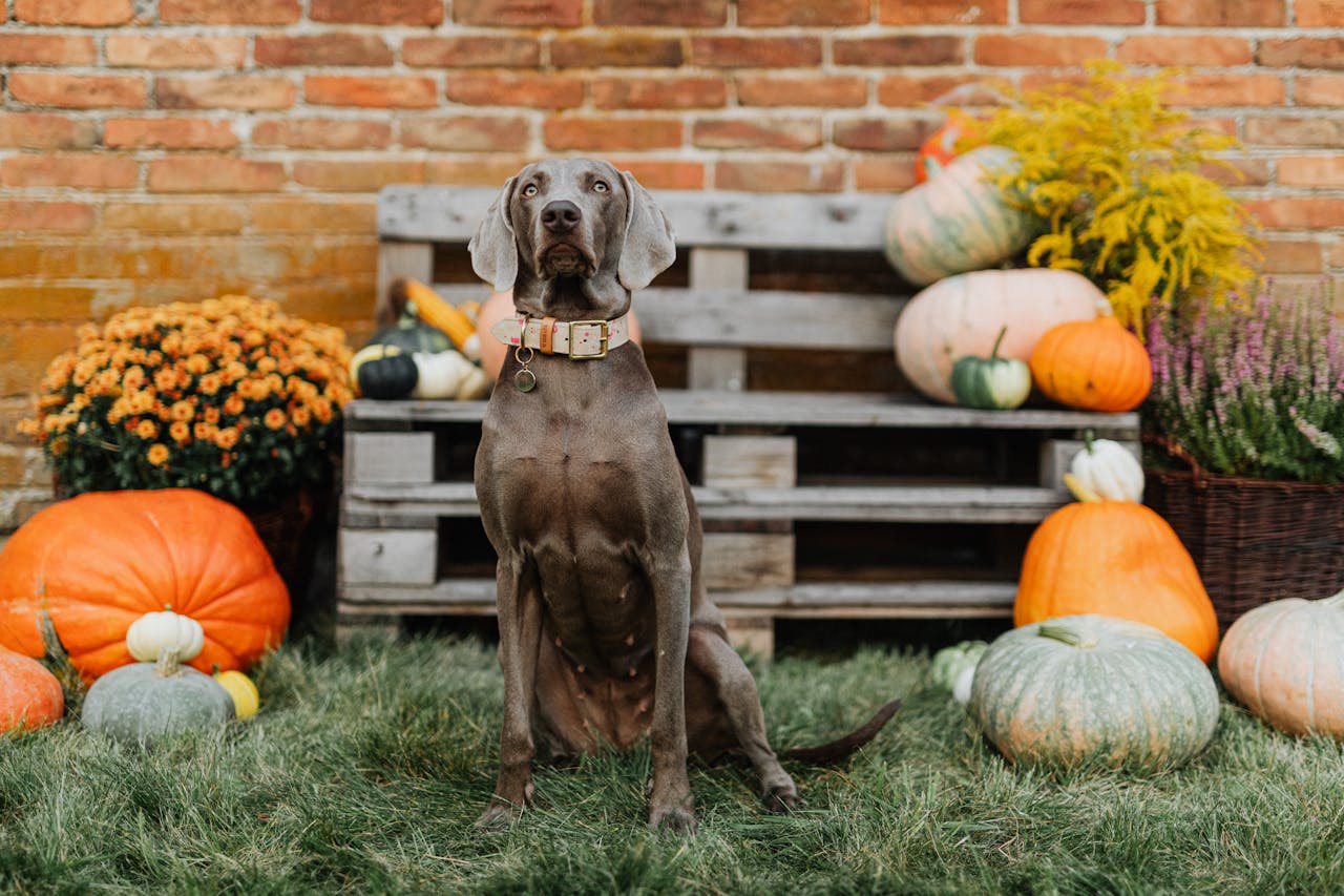 5 Fun Thanksgiving-Themed Activities to Keep Your Dog Engaged