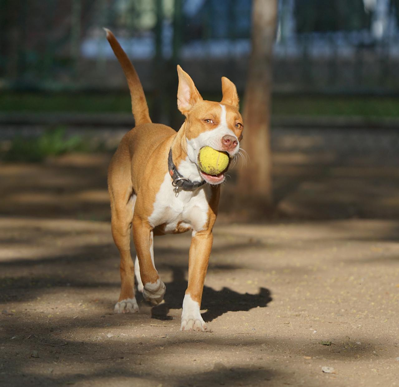 5 Brain-Boosting Games Your Dog Will Love