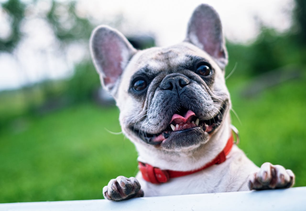 Uncommon Signs Your Dog Might Be Stressed