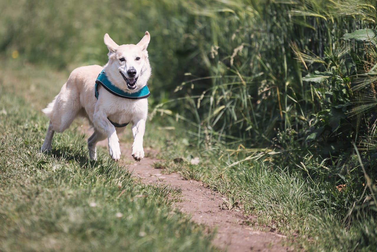 5 Signs Your Dog Needs More Enrichment