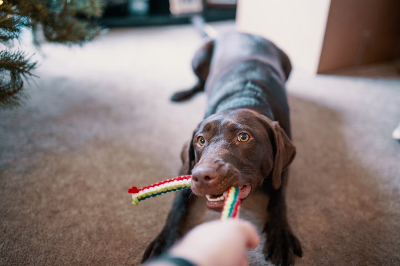 Mental Stimulation for Dogs