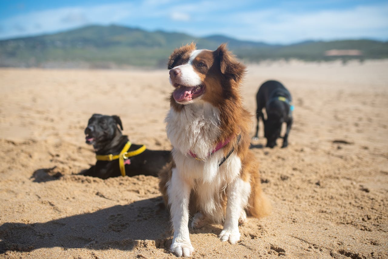 Canine Body Language