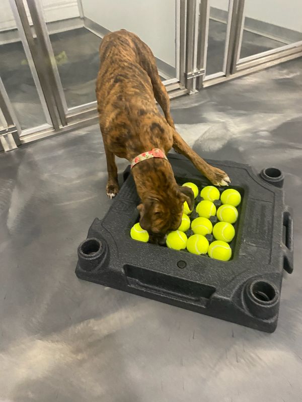 Ball Game At Doggy Daycare