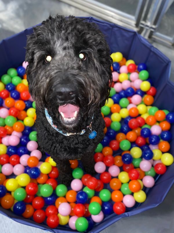 Dog Playing In Ball pit