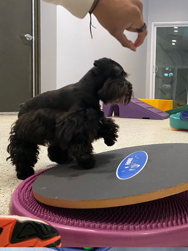 Dog Training on the Wobble Board