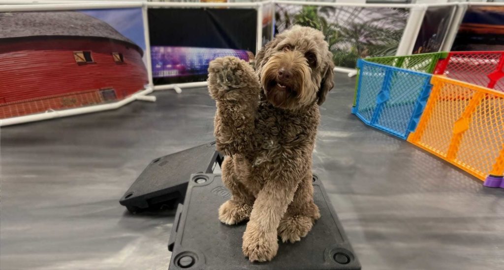 Doggy Daycare in Edmond OK