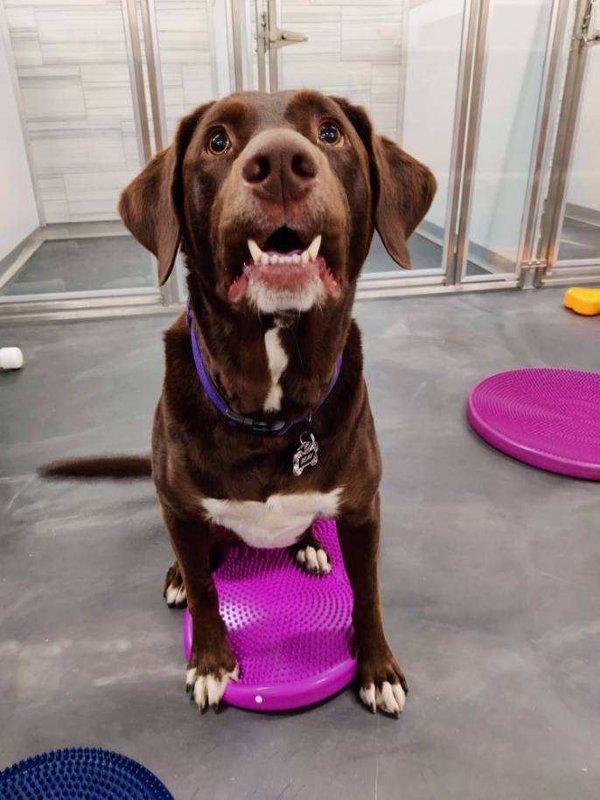 Excited Dog At Doggy Daycare
