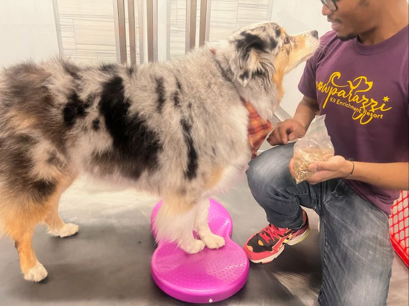 Pet Services Pawparazzi K9 Enrichment Resort in Edmond, OK