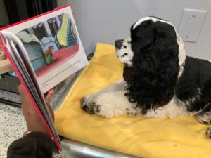 Reading a book at Doggy Daycare Edmond