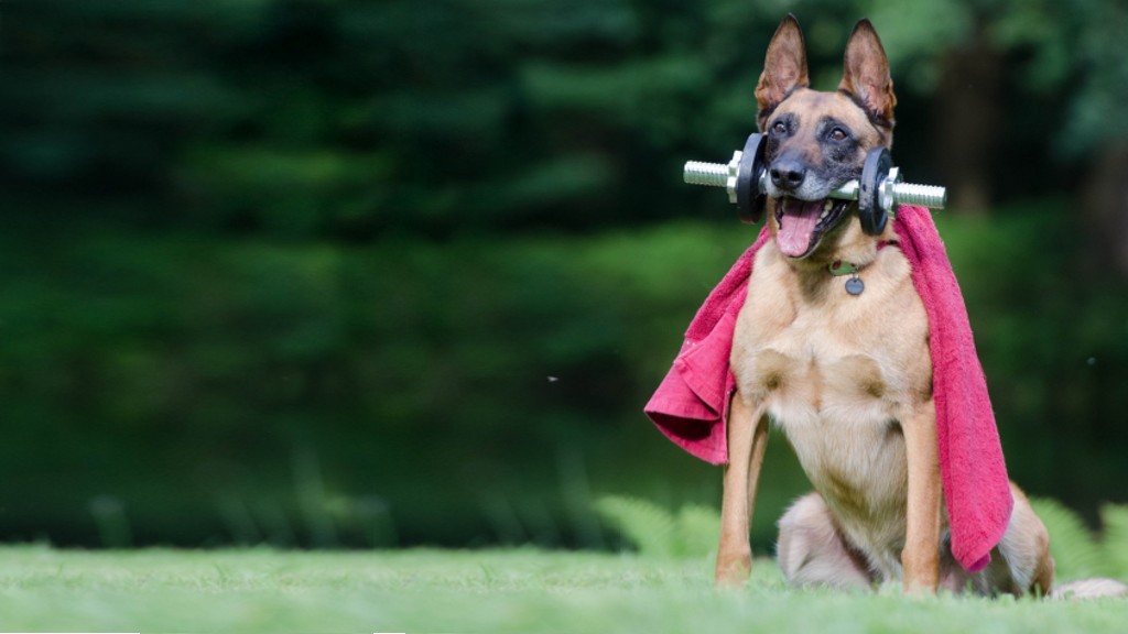 Alsatian with exercise equipment