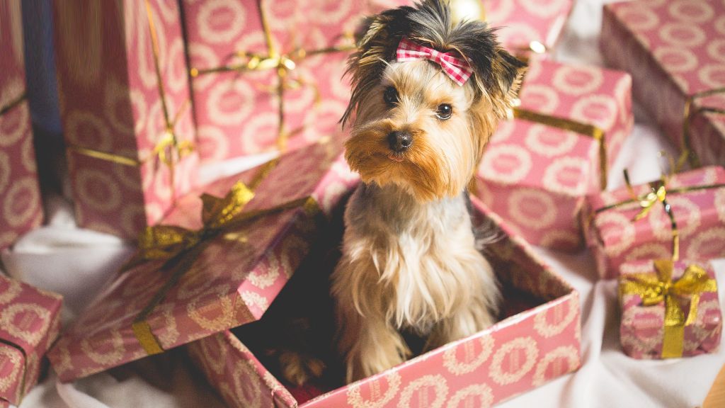 Doggy Subscription Boxes