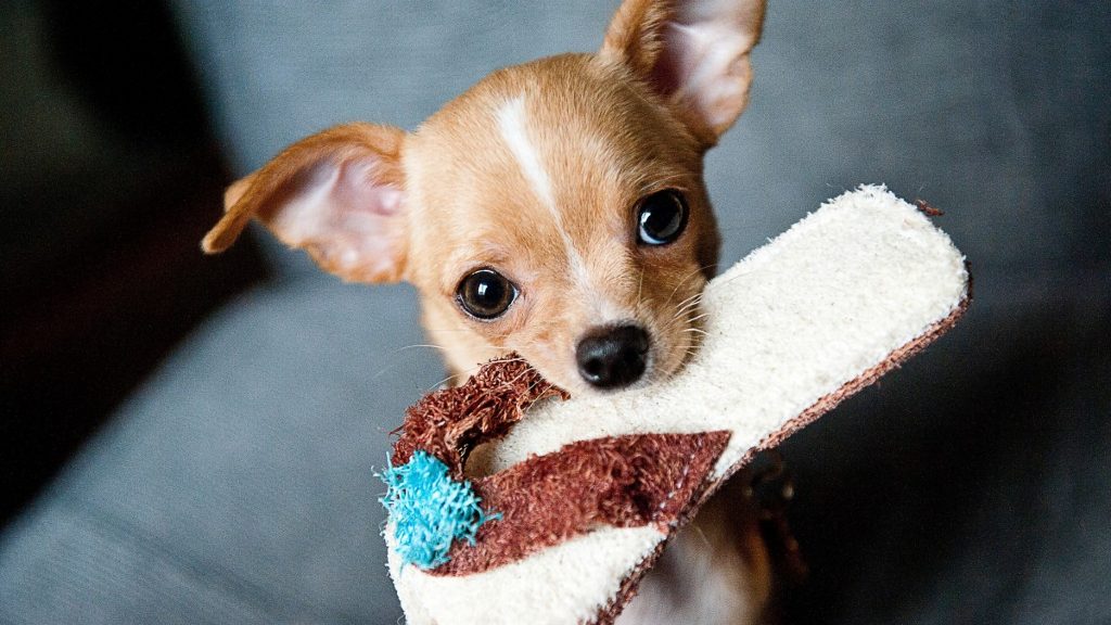 Your Dog Loves You When They want to play with you