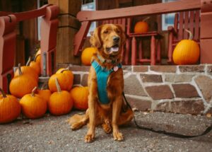 5 Fun Thanksgiving-Themed Activities to Keep Your Dog Engaged