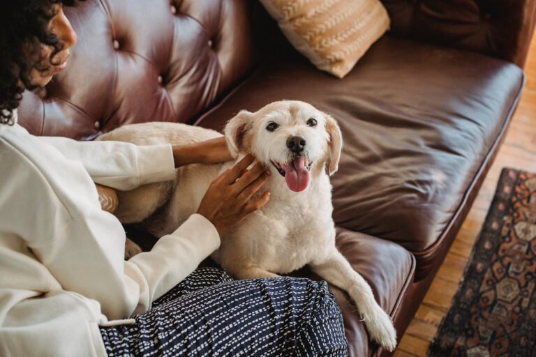 5 Ways to Help Your Dog Recover After a Busy Thanksgiving