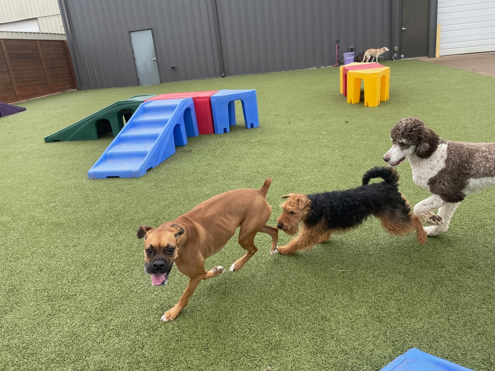 pet hotel gần sân bay đà nẵng