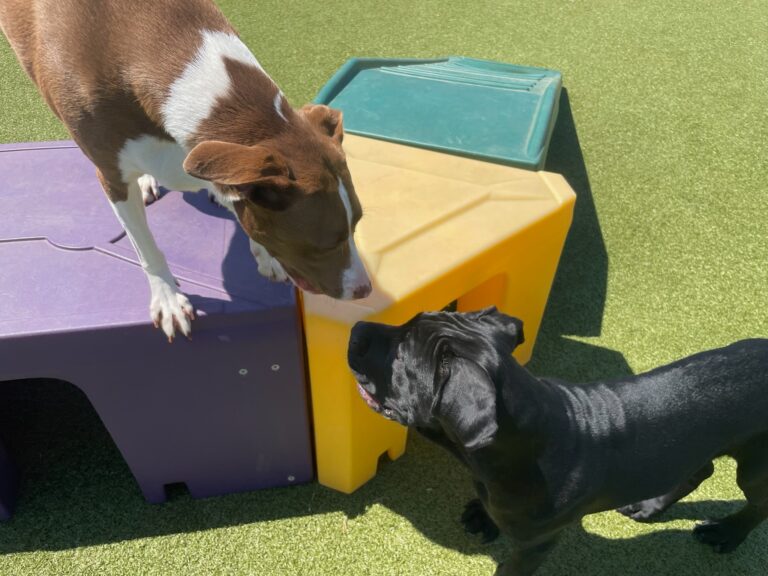 enrichment-dog-daycare