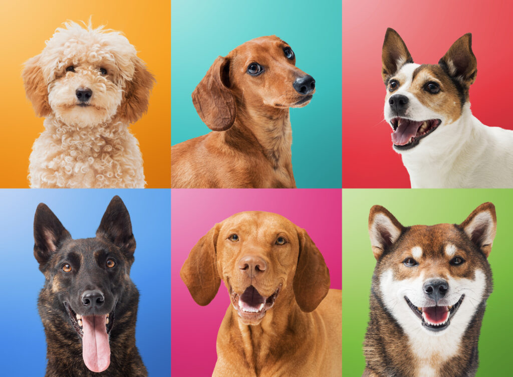 Collection of dog portraits on colorful backgrounds