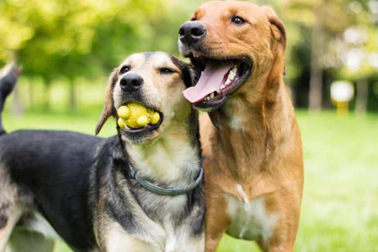 prepare-your-dog-for-their-first-day-at-daycare