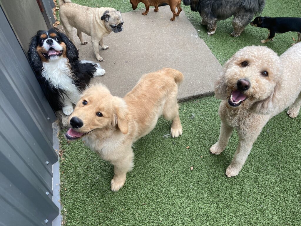 how-socialization-improves-your-dog’s-mood